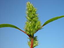 http://flora.nhm-wien.ac.at/Bilder-A-F/Amaranthus-powellii-2.jpg